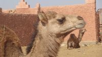 kamelen souk