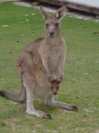 03 Kangaroe met jong