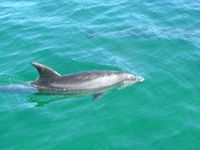 09 Dolfijnen tijdens cruise Bay of Islands