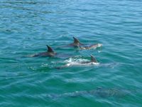10 Dolfijnen tijdens cruise Bay of Islands