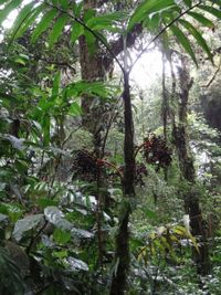 Monteverde het nevelwoud