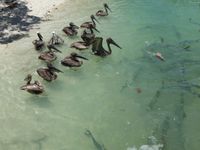 pelikanen wachten netjes op hun beurt