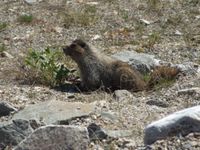Berg Marmot
