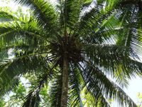 de Palmboom met coconuts