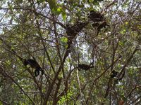 boom met apen