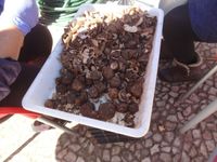 truffels schillen op de markt