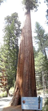 de Gigant Sequoia
