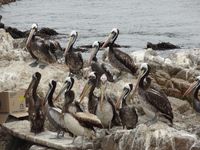 pelikanen_wachten_op_afval