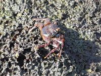 Juvenile crab