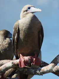 rede footed booby2