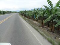 bananen plantages