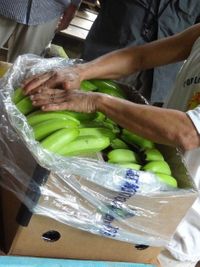 bananen plantage